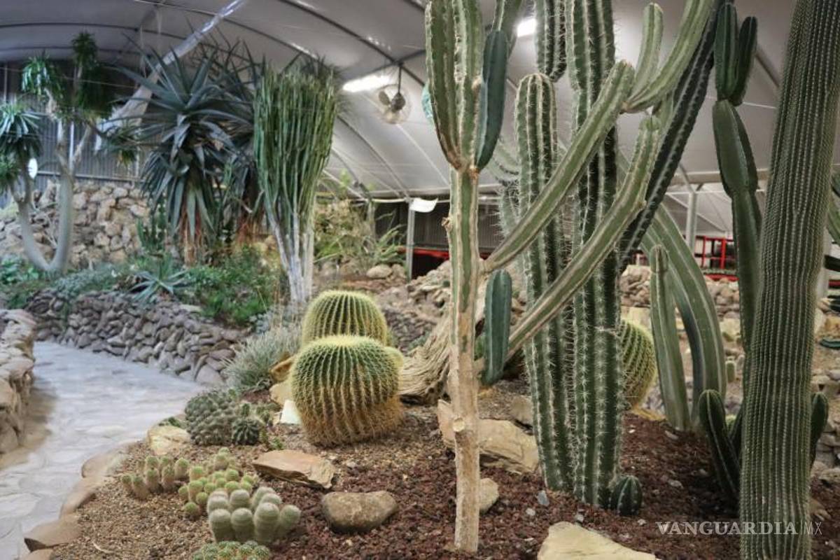 En el marco del Día Nacional de las Cactáceas, reprueban extracción ilegal en Coahuila