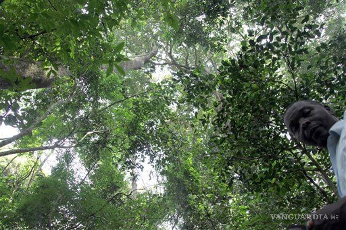 Zika, bosque de Uganda de donde salió virus que se expande en América