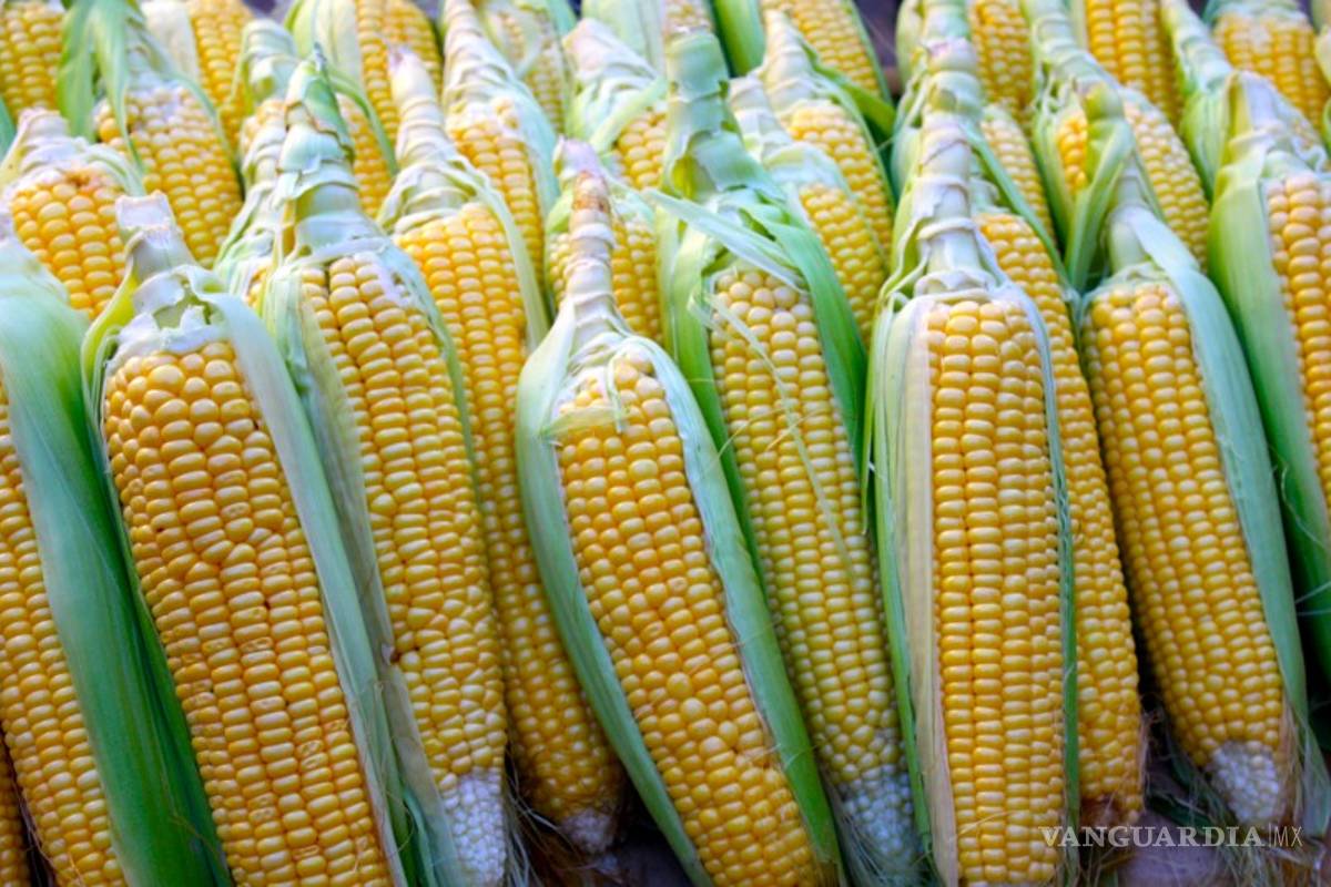 Gobierno de AMLO deberá decidir sobre transgénicos