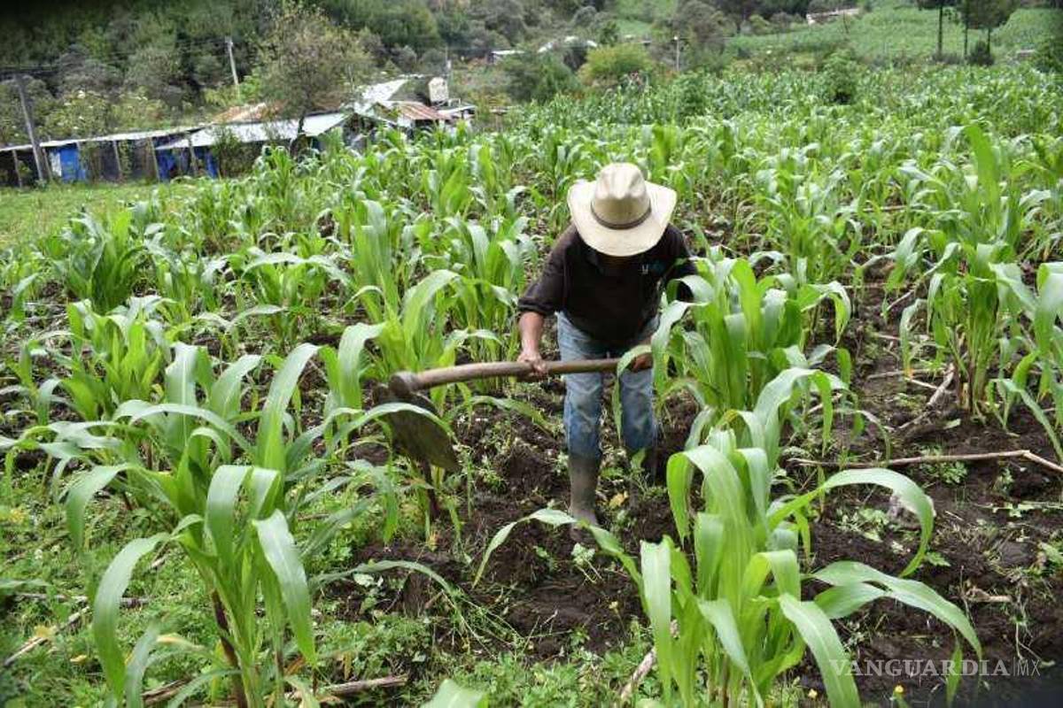 Cuestionan si México enfrentaría crisis alimentaria por no sembrar maíz transgénico
