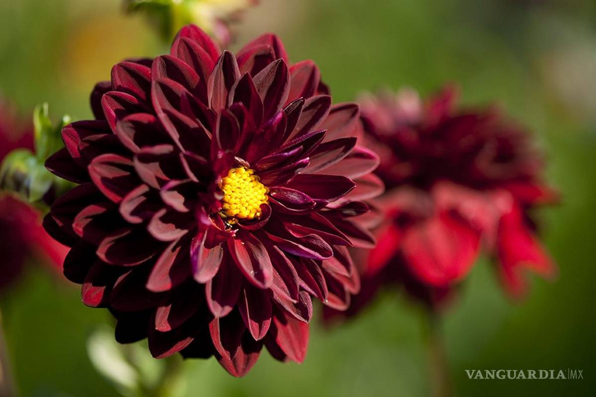 Combate la obesidad con una flor: la dalia