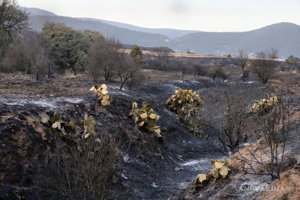 Bajo control el incendio en la sierra de El Tunal en Arteaga; 73 hectáreas afectadas