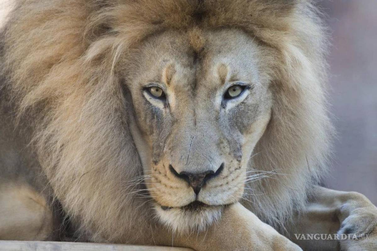 ¿Es posible que una hormiga altere la vida de un león africano? Un nuevo estudio demuestra que sí