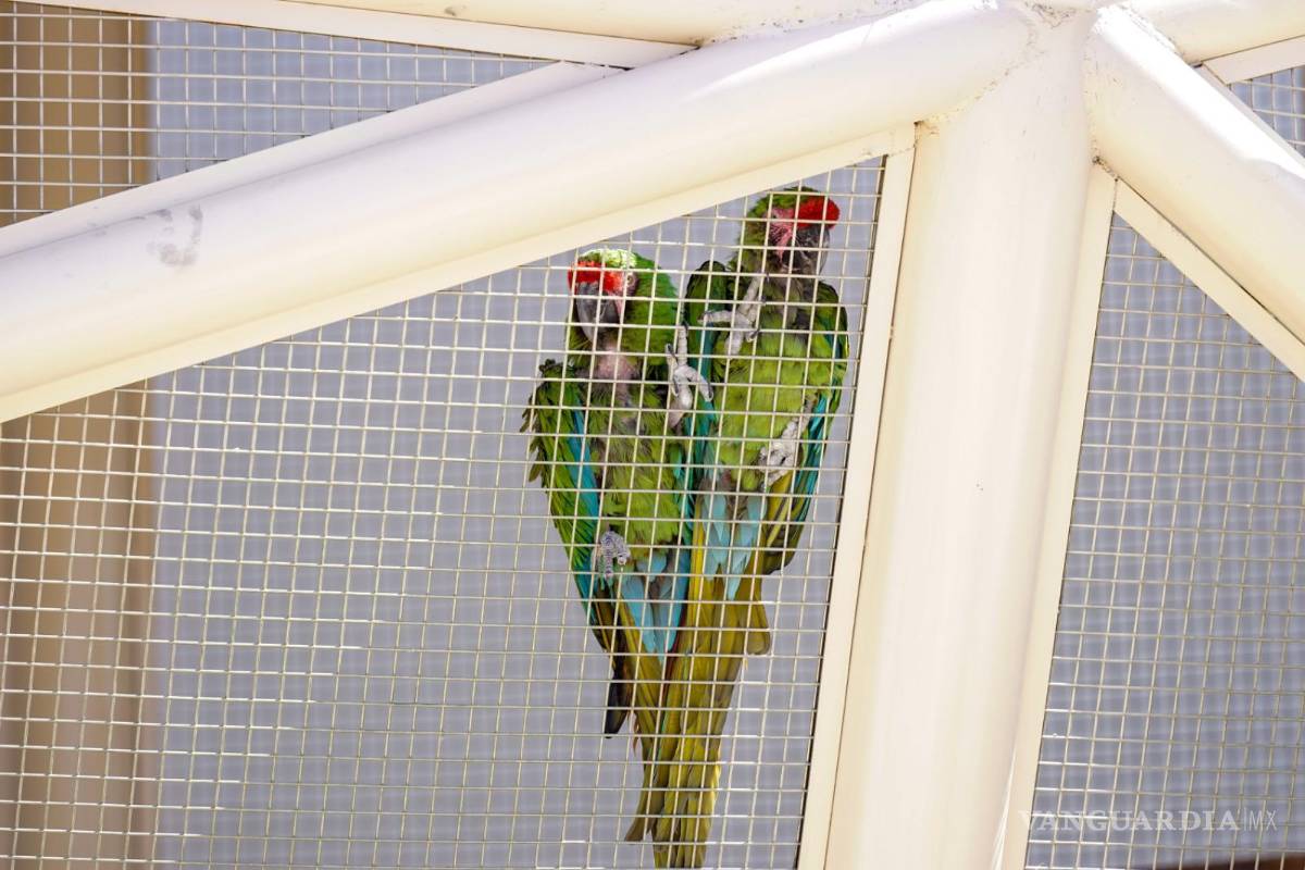 Suma Torreón un atractivo más: un aviario, con apoyo del Grupo Peñoles