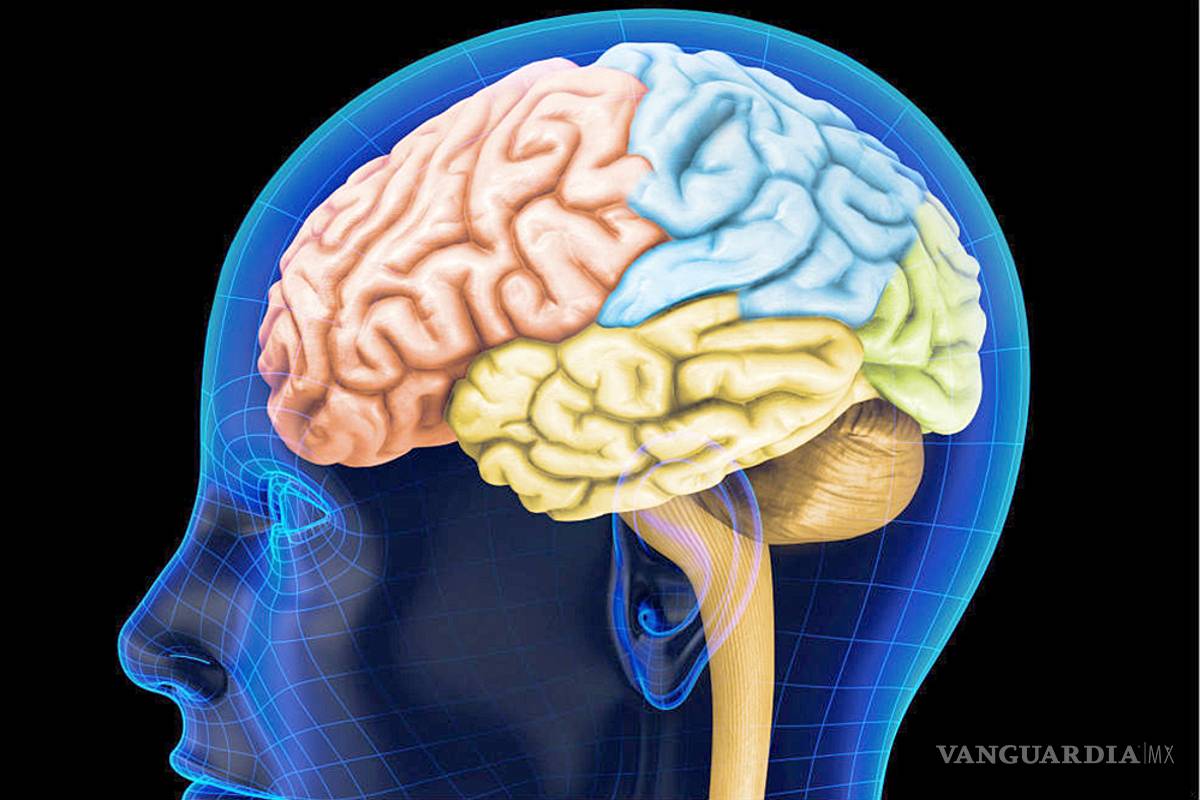 Abren la posibilidad de trasplante de cerebro; logran mantener vivo el de cerdos decapitados