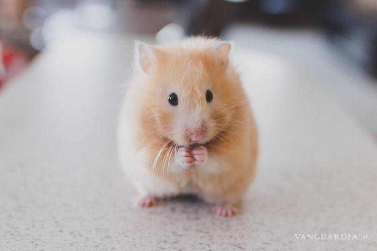 Hong Kong sacrificará miles de hámsters por brote de COVID-19