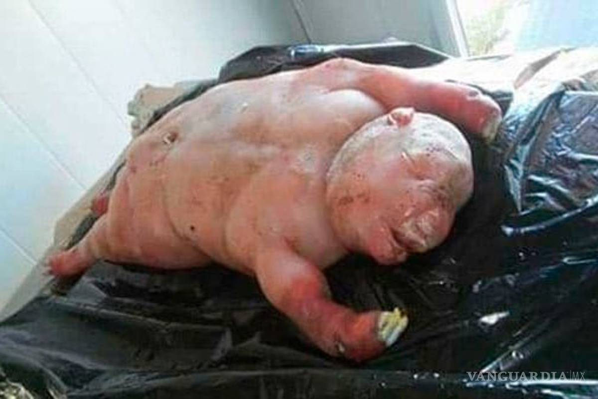 Nace un "bebé cordero" en aldea de Sudáfrica, dicen que fue enviado "por el diablo"