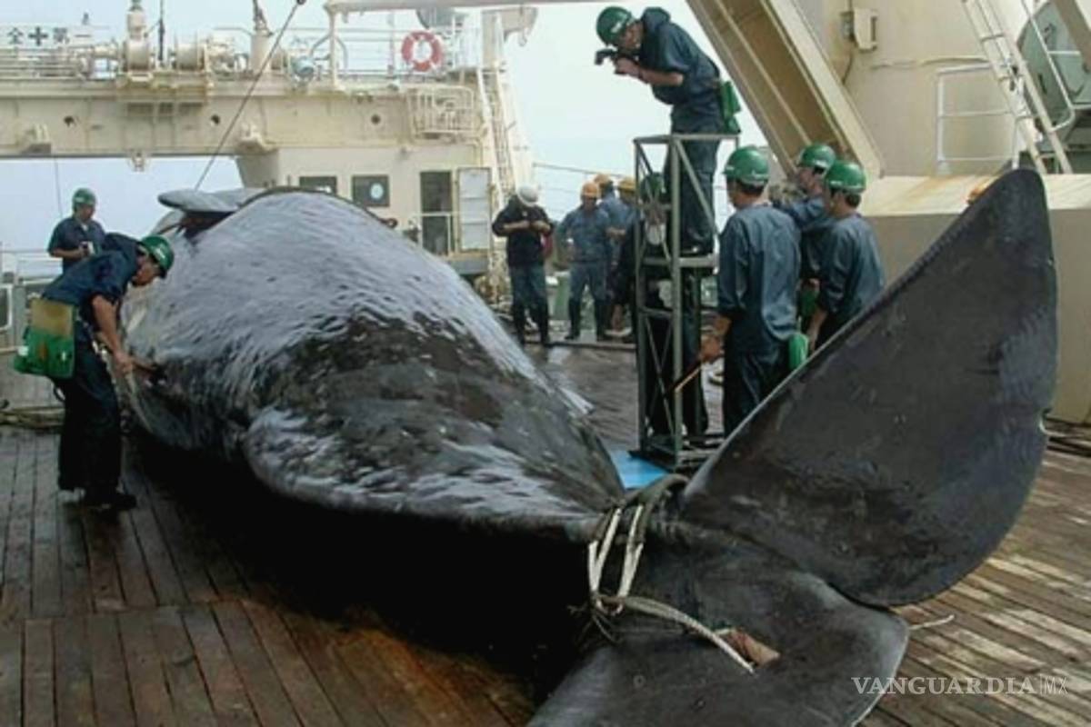 Rompe acuerdo Japón… nuevamente cazará ballenas