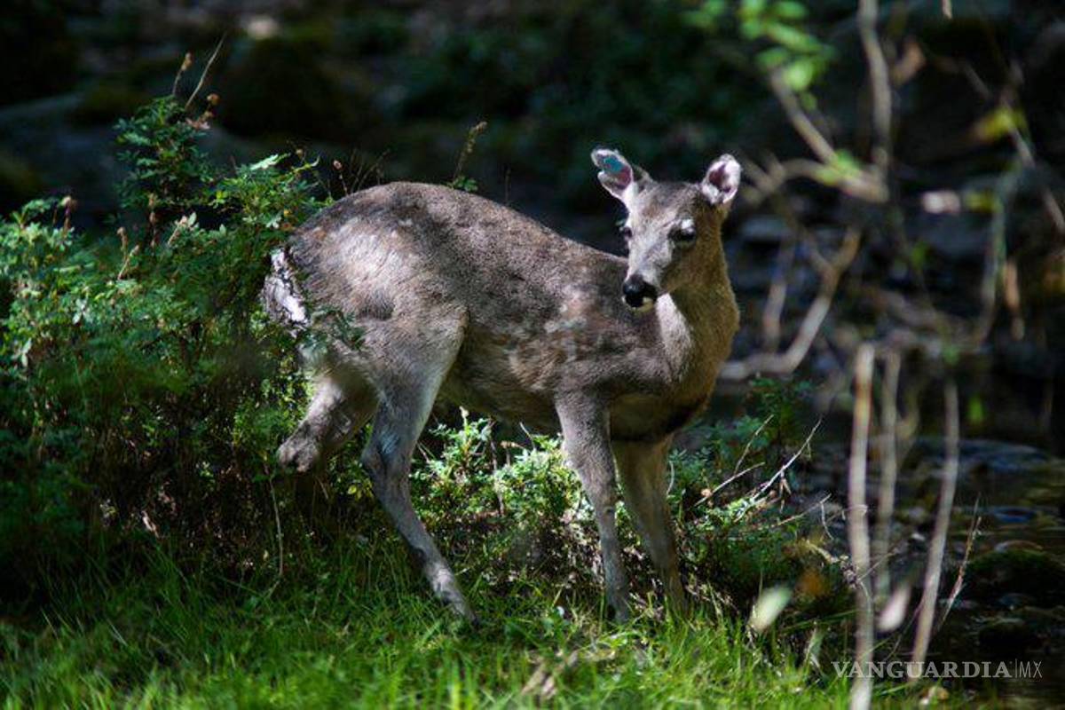 En Guanajuato apedrearon a un venado hasta la muerte
