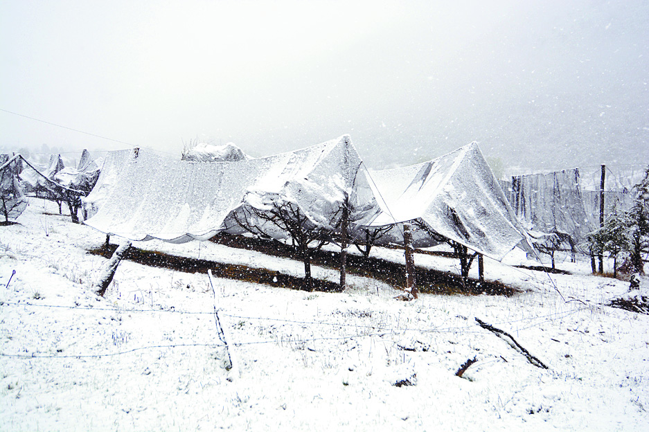 Llegarían a 30 mdp pérdidas por nevada para manzaneros de Arteaga