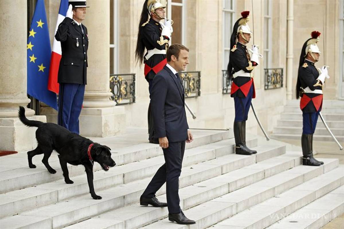 Macron adopta un perro al que llama Nemo
