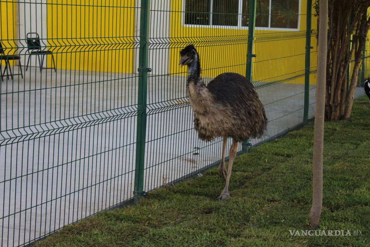 Estas vacaciones disfruta de especies en peligro de extinción en el Aviario Lira de Torreón