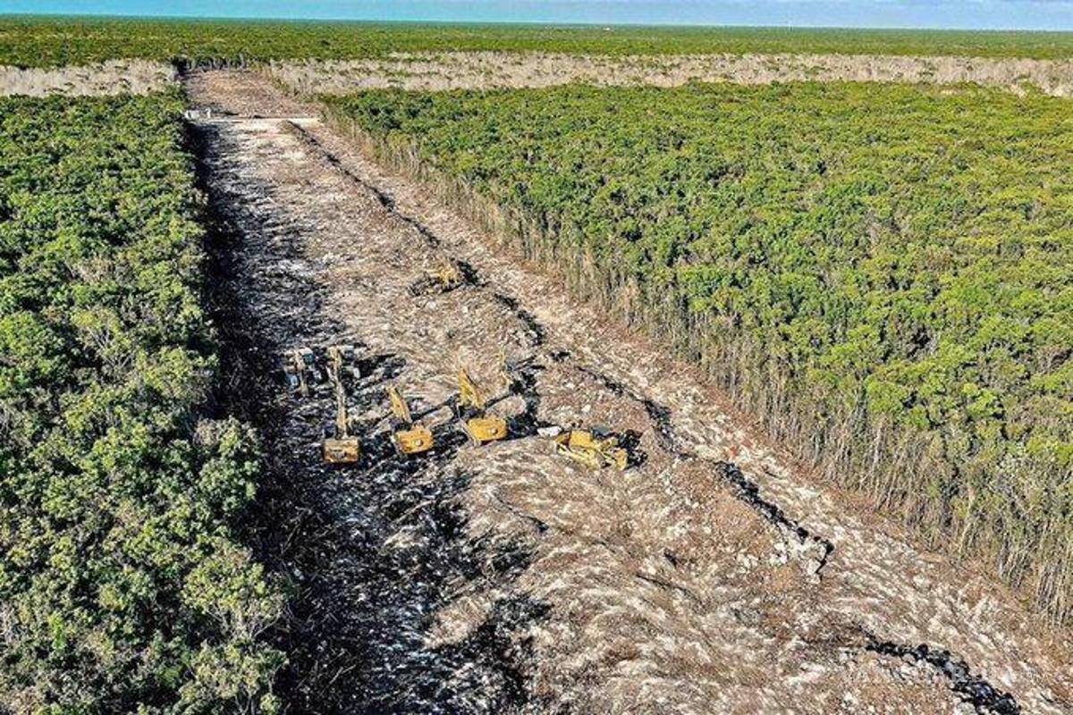 Denuncian que el gobierno realiza nuevo desmonte de selva, sin autorización ambiental, para Tren Maya