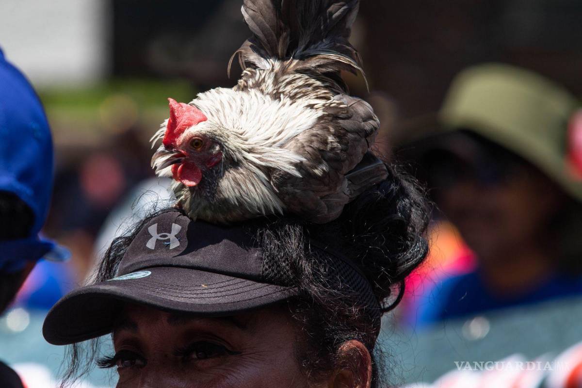 Buscan castigar con hasta nueve años de cárcel el uso de mascotas en redes y marchas