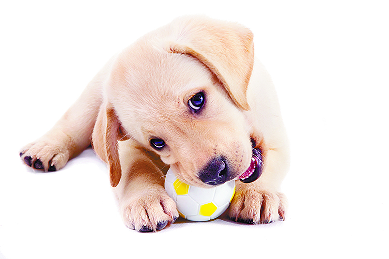 Acondicionan en Ramos local del hospital para mascotas