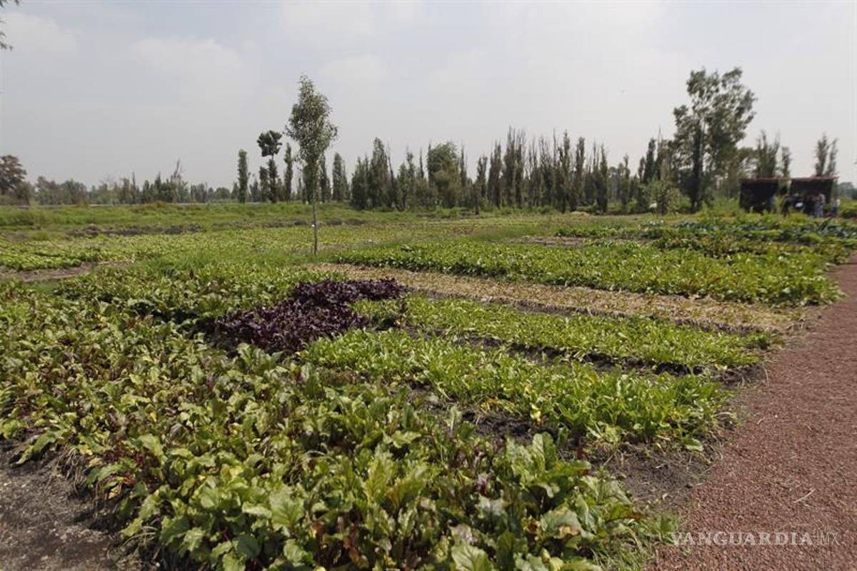 México instrumenta proyecto para rescate de chinampas y su agrobiodiversidad