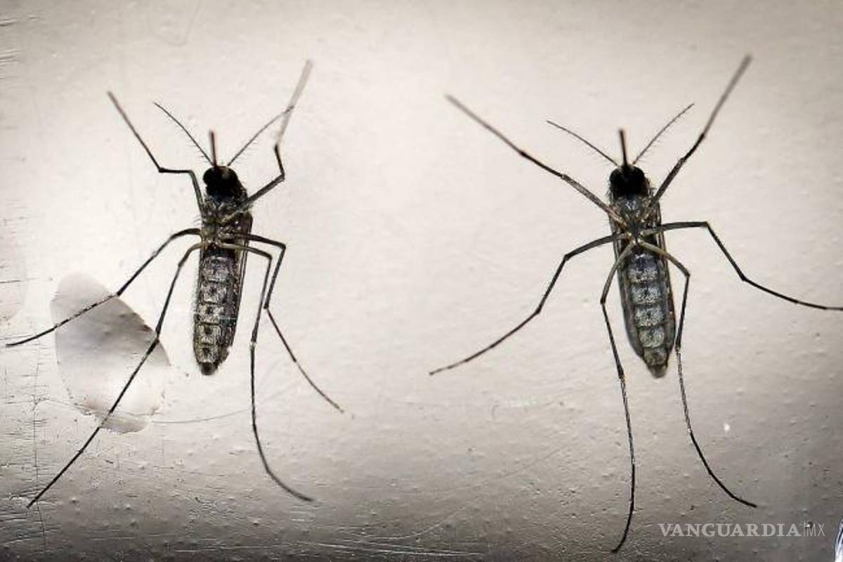 Comienza la venta en Brasil de primera vacuna contra el dengue del mundo