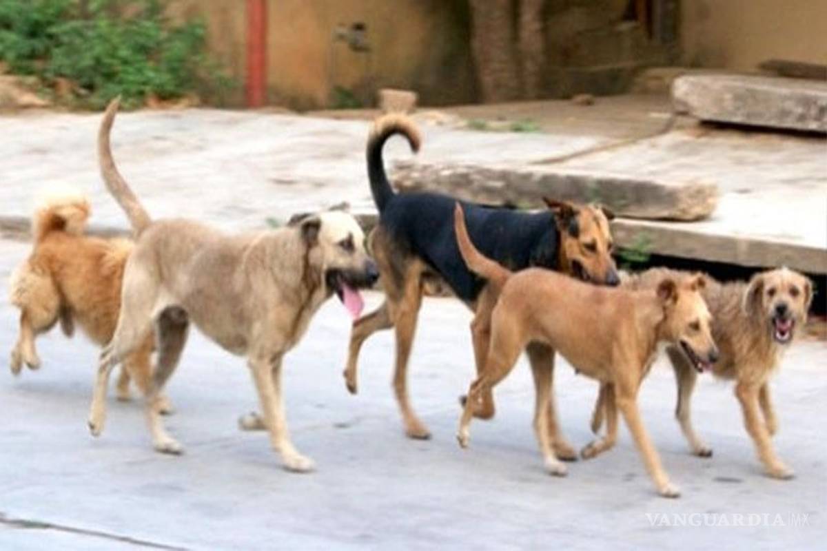 Defensores de animales que se harían cargo de los 16 perros de la llamada “jauría de Brisas, ya no pasaron a recogerlos y serían sacrificados