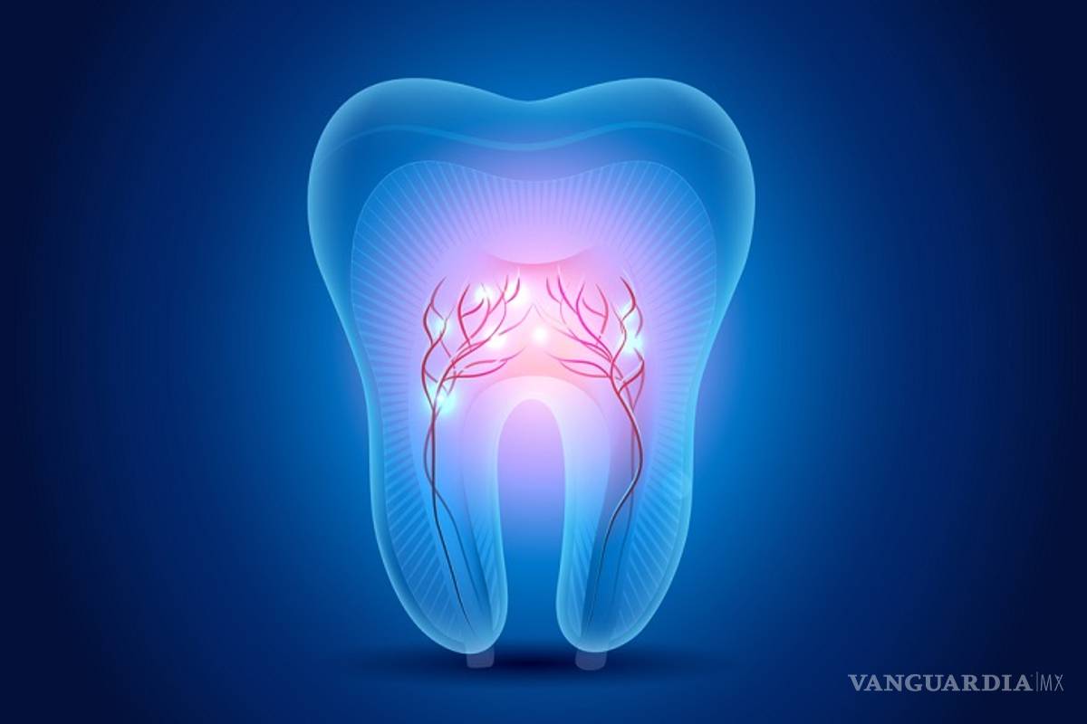 UNAM crea banco de células madre de dientes