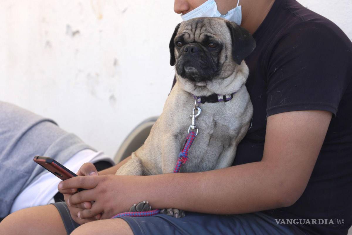 Invita Municipio de Saltillo a esterilizar a tus mascotas a un bajo costo