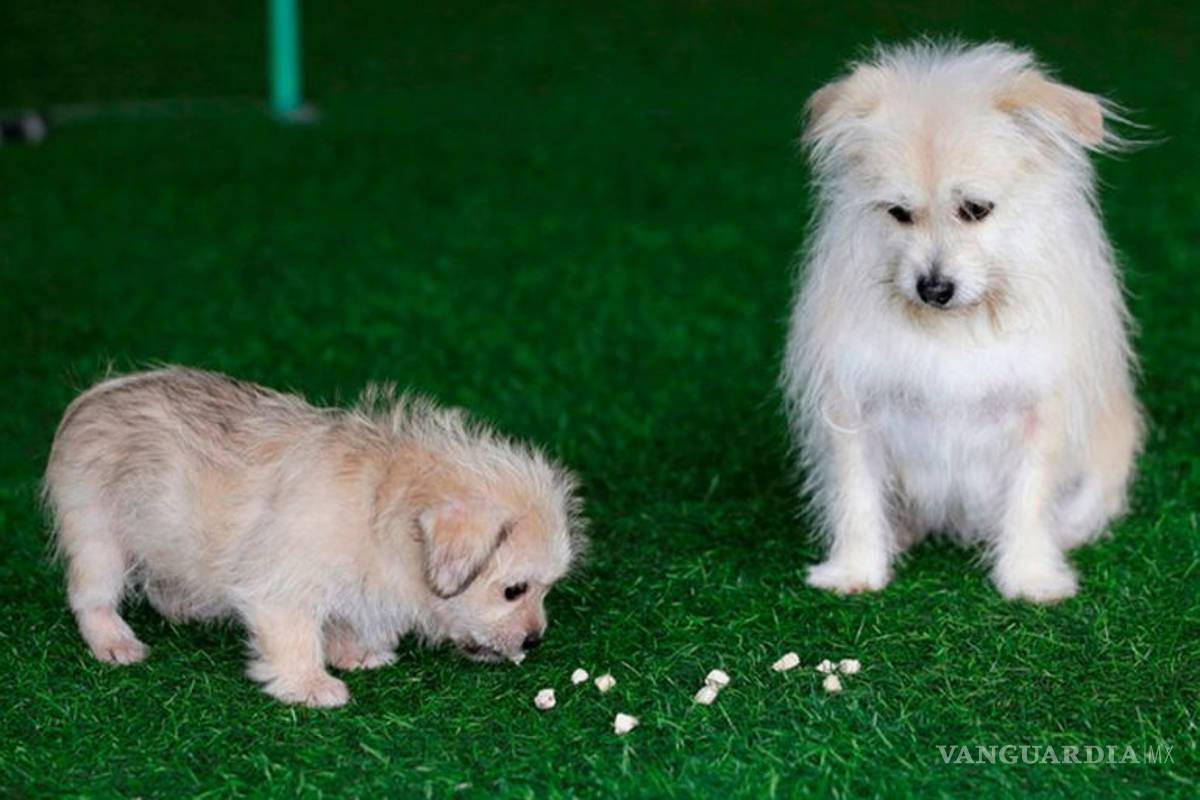 Logran clonar a un famoso perro en China