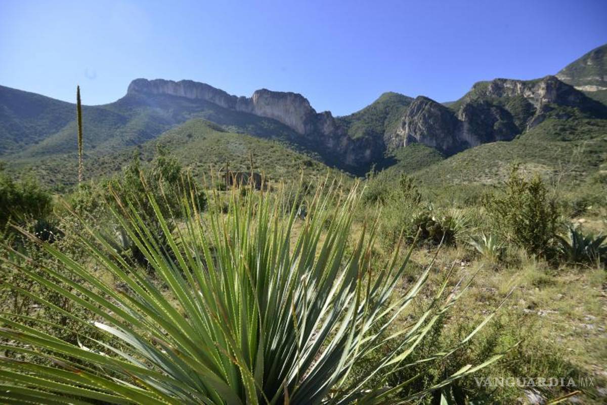 Buscan voluntarios para reforestar Sierra de Zapalinamé, Saltillo