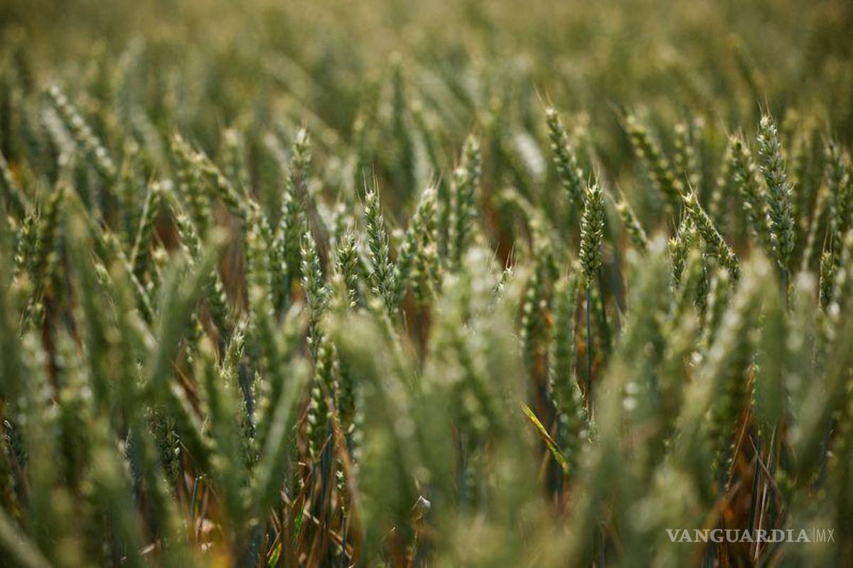 Molinos del Fénix completa requerimiento de trigo con importaciones