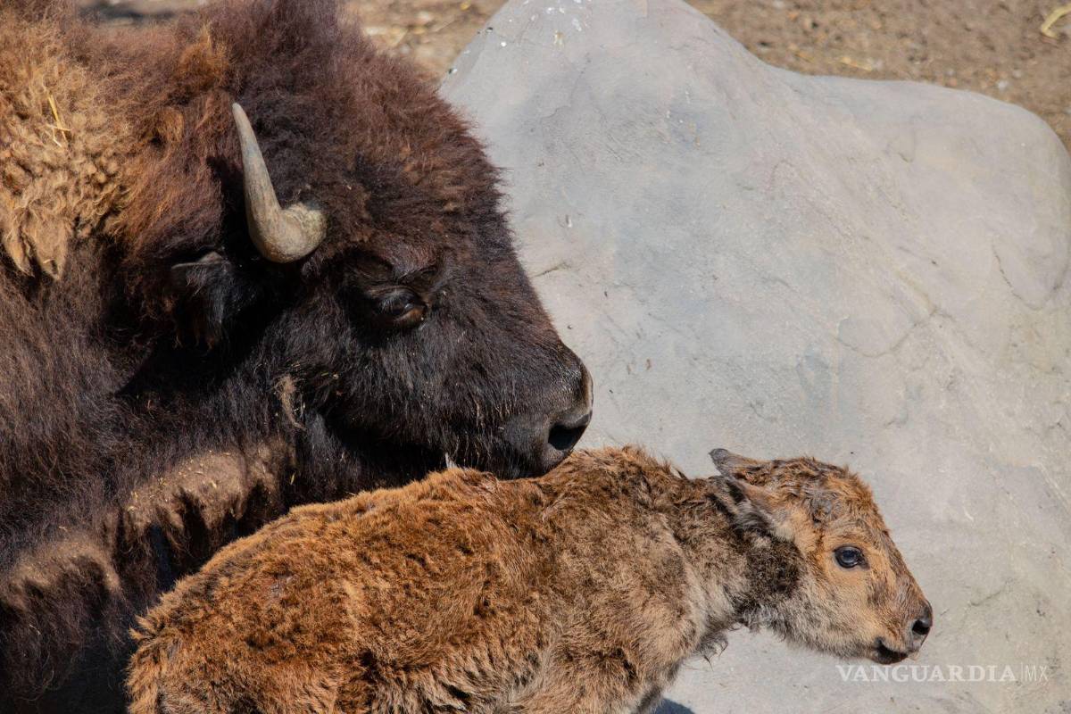 Y en este Día de la Madre festejamos a las ‘mamis’ del Museo del Desierto, en Saltillo