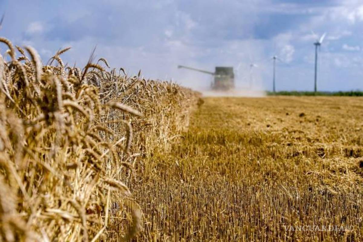 Grupo Modelo produce 100% de cebada en México