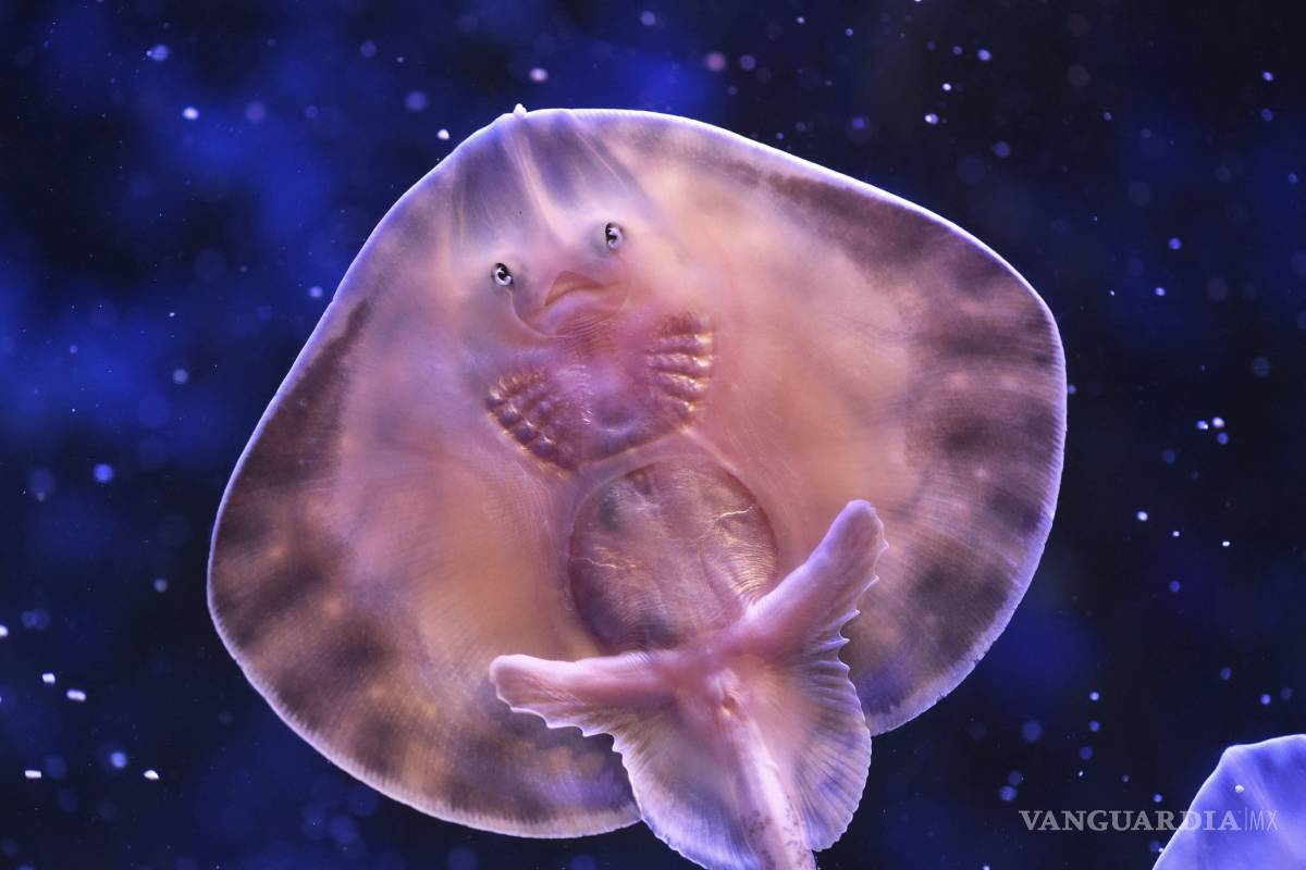 $!AquaDom, el acuario cilíndrico más grande del mundo