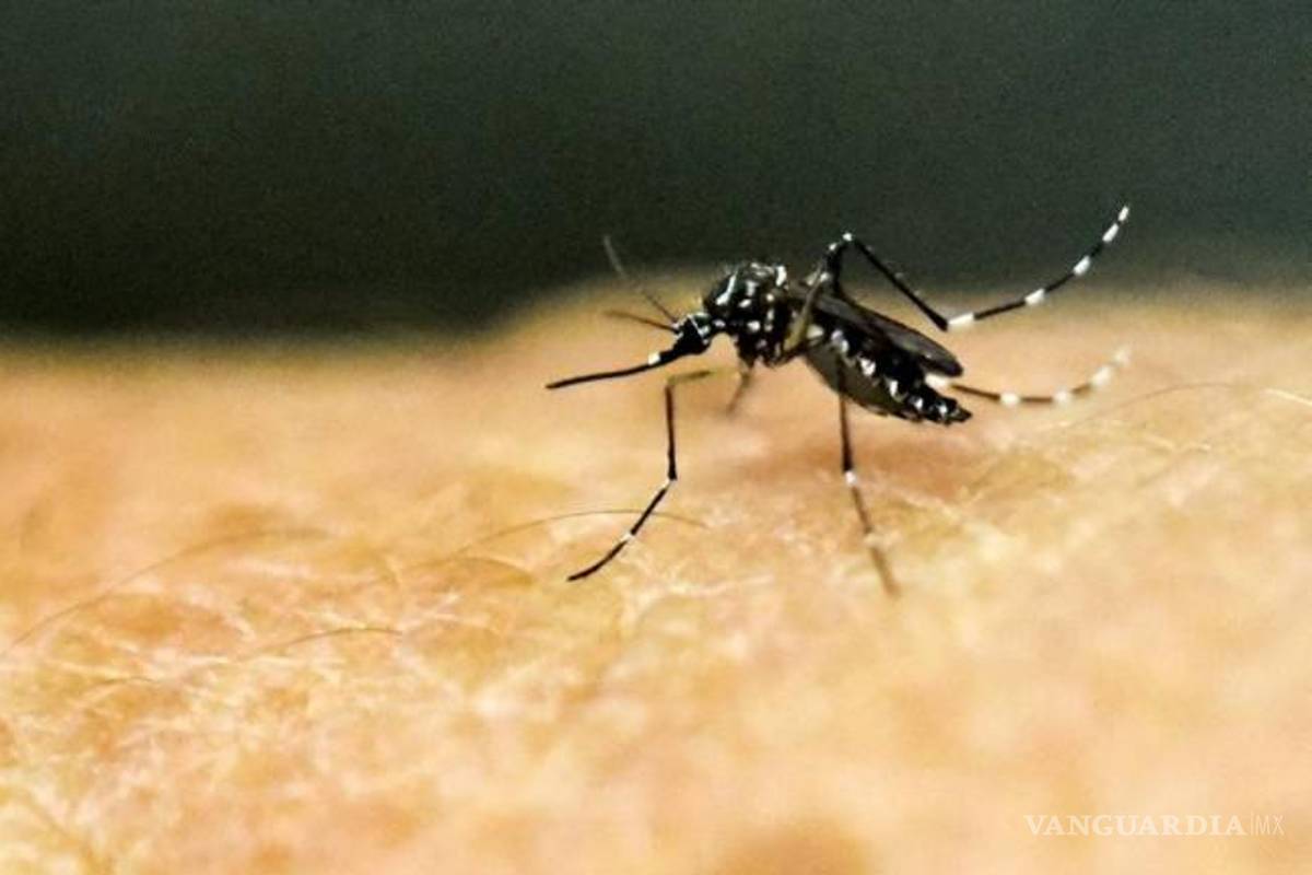 Atienden brote de zika en Monclova