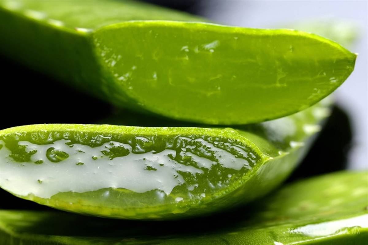 Los beneficios del aloe vera: el ingrediente secreto de la rutina de belleza perfecta