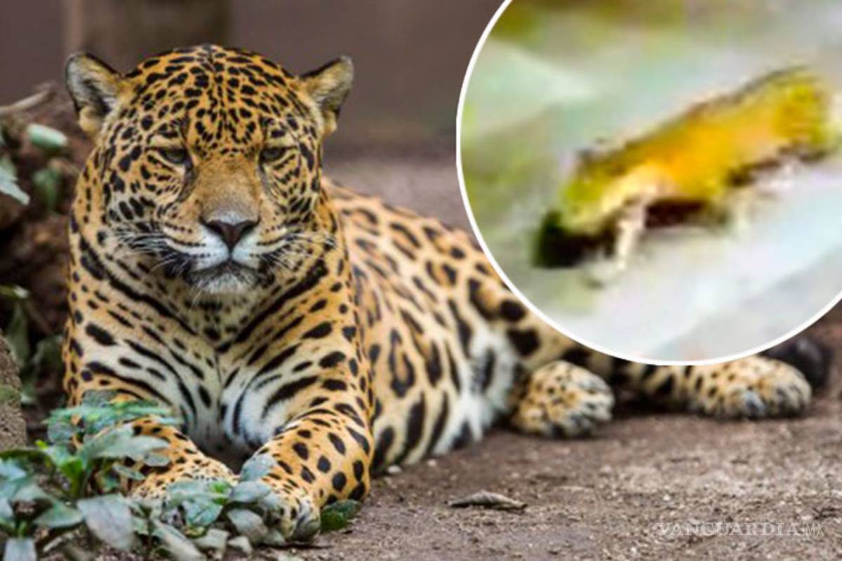 Animales en peligro se pasean en Quintana Roo, durante paro por coronavirus