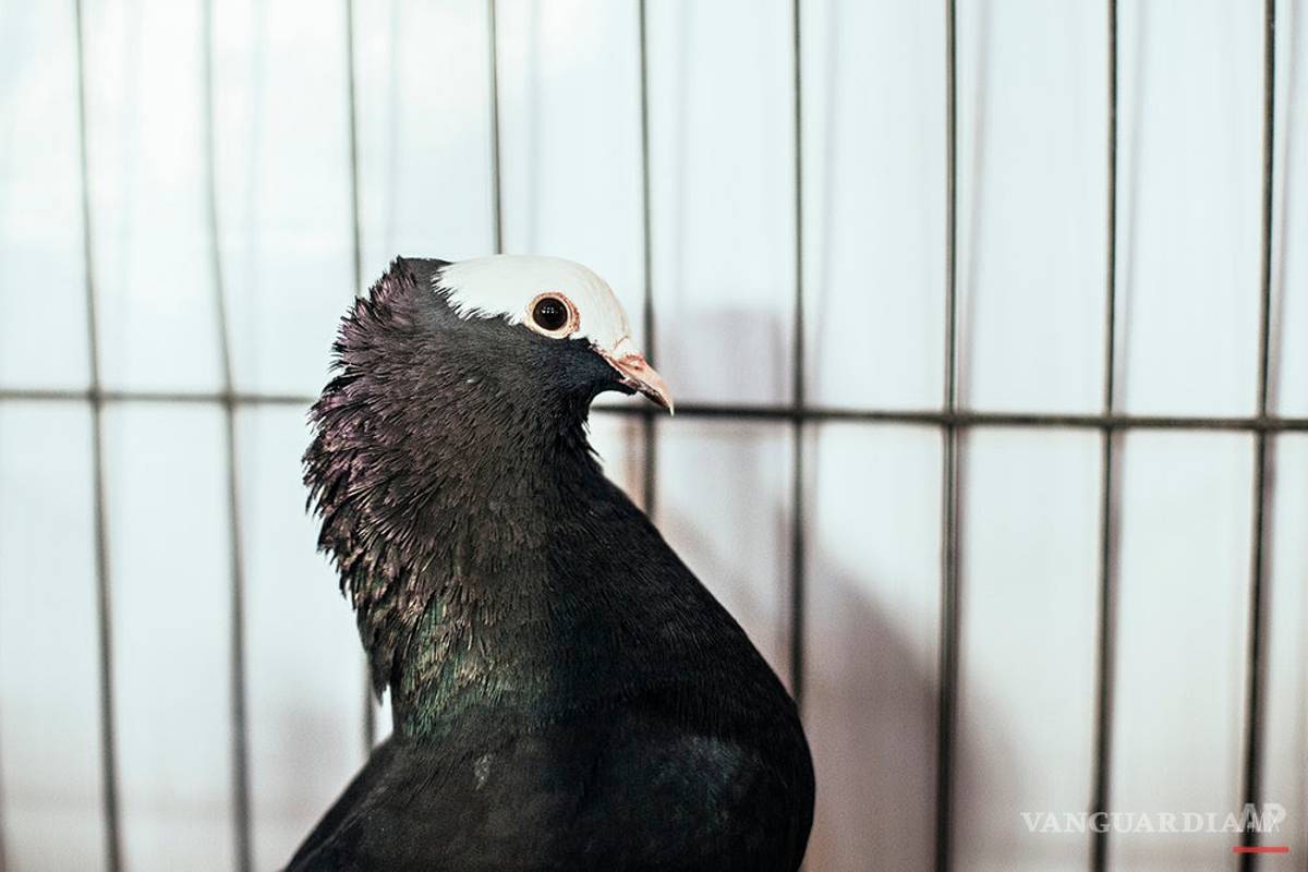 Jugo Naranja: Militares mexicanos abaten a guatemalteco por error