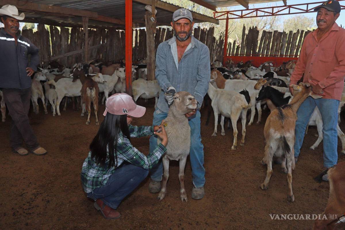 La meta: vacunar a 10 mil cabezas de ganado del área rural de Saltillo