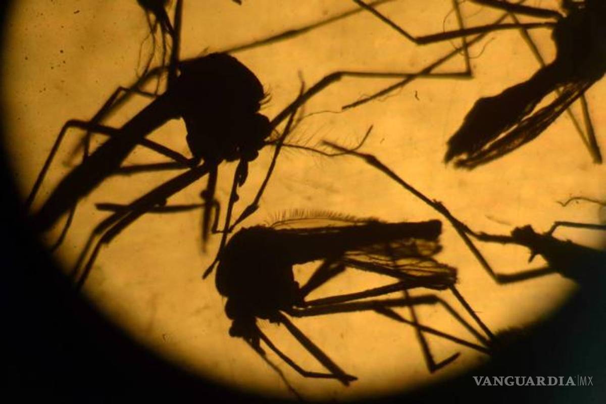 Registran primer caso de Zika importado en Arizona