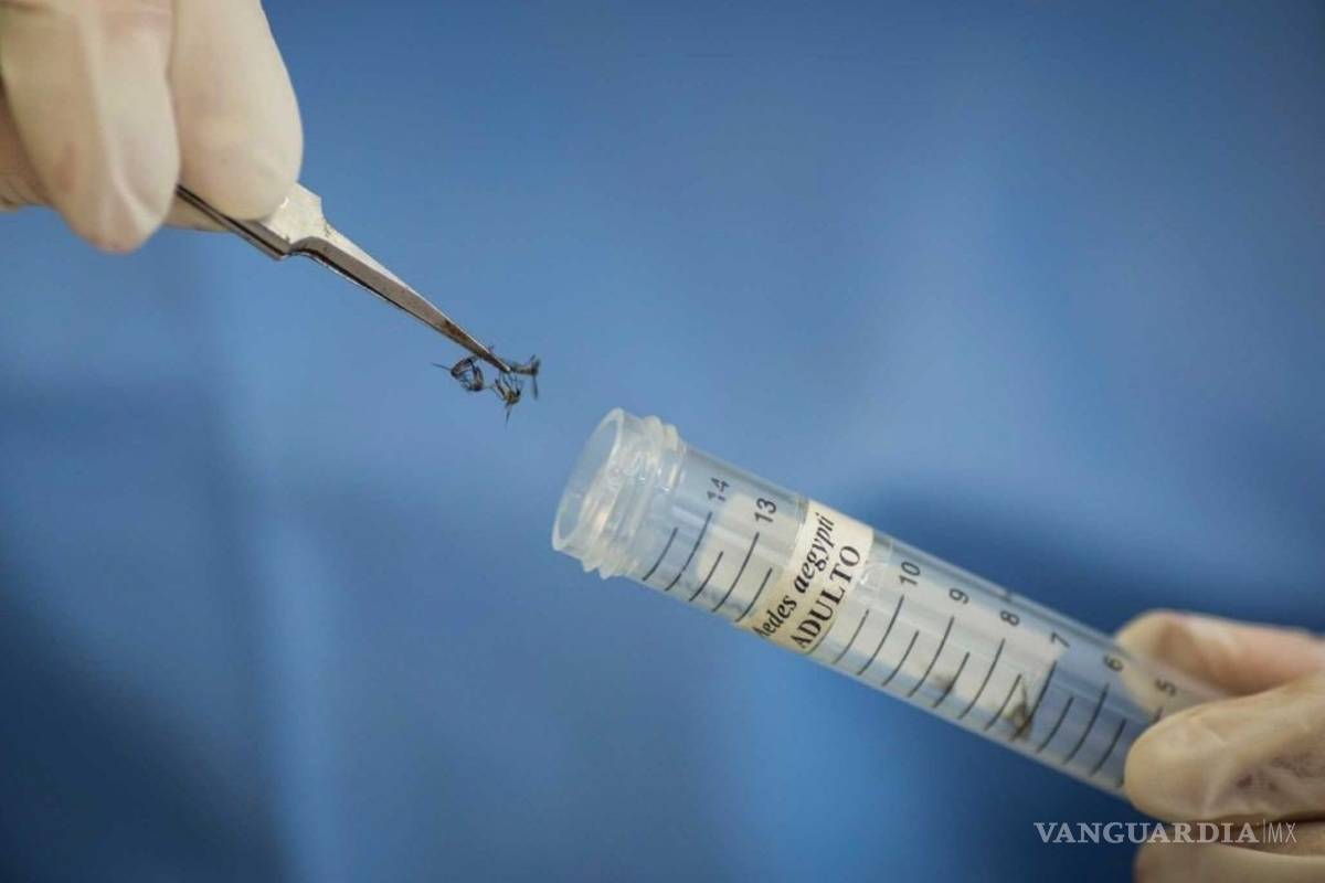 Científicos descubren la estructura del zika