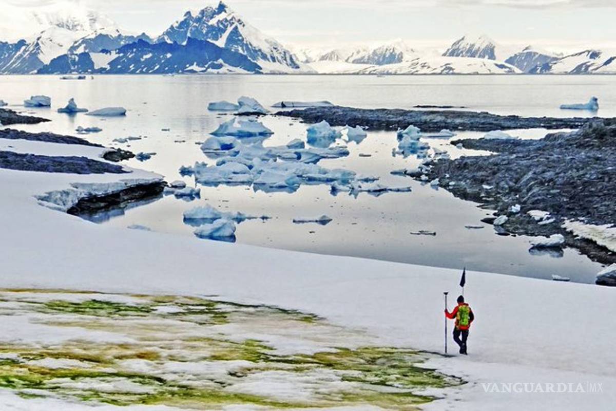 $!Aparece 'nieve verde' en la Antártida, por el cambio climático