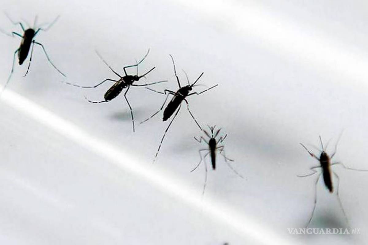 Blindan contra el Zika ciudades que visitará el Papa en Chiapas