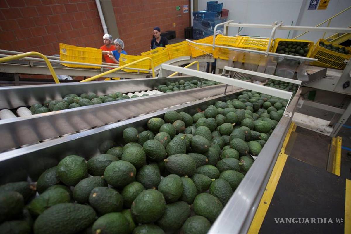 México protege la calidad del aguacate hass con un sensor inalámbrico