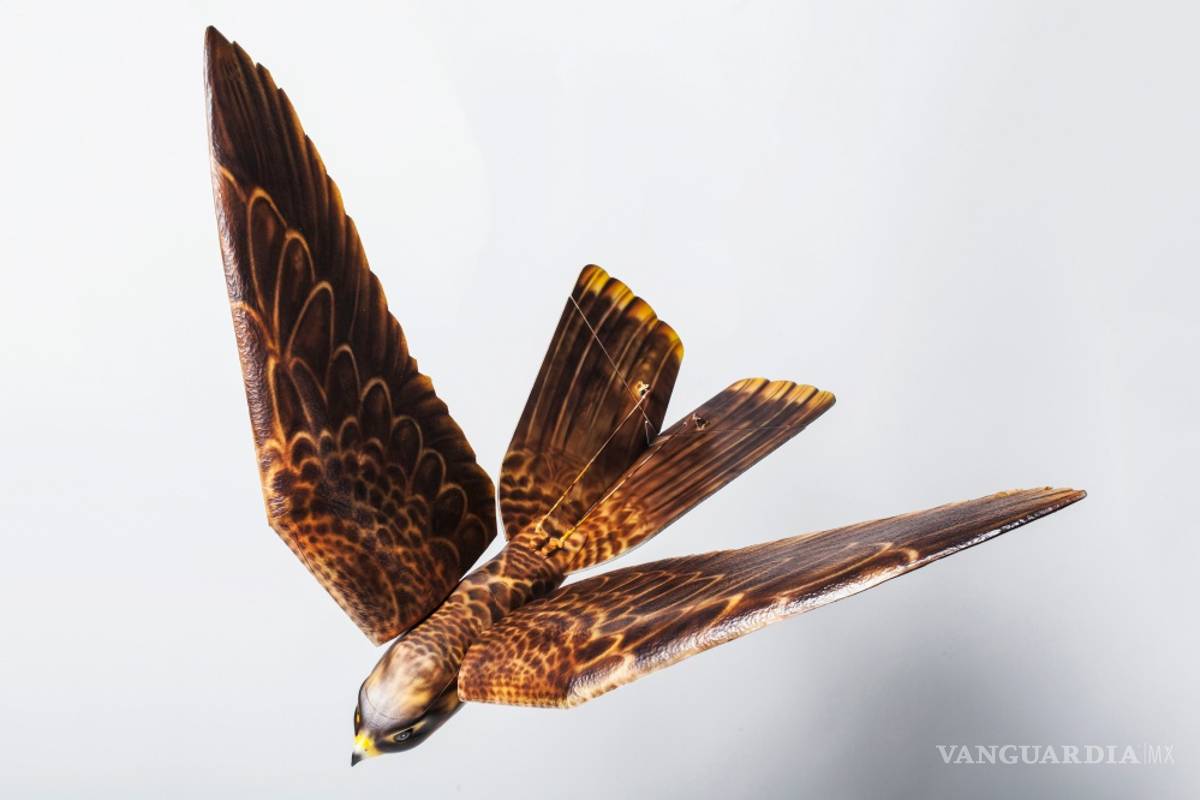 “Robird”, el robot halcón que cuida del aeropuerto de Edmonton en Canadá
