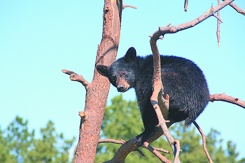 Exhortan a saltillenses a reportar avistamiento de osos