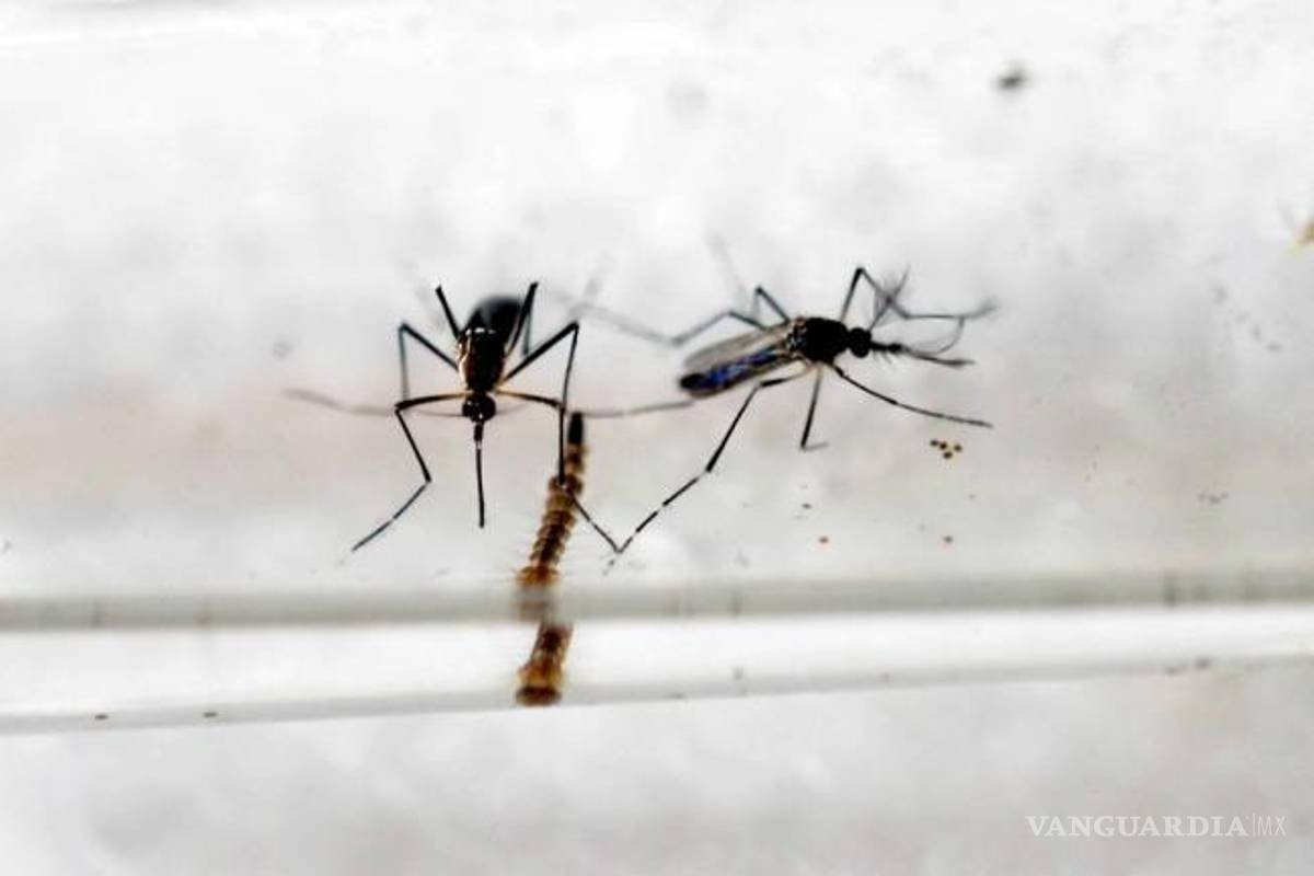 Senadores demócratas bloquean financiación para combate al zika en EU