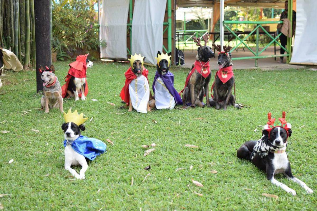 ¡Lomitos en camino hacia Belén! Arman Pastorela con perritos en Veracruz (Imágenes)