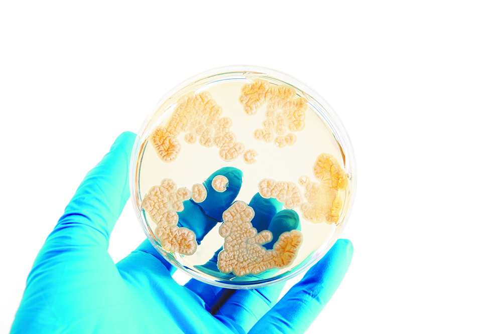 La OMS anuncia las 12 bacterias más peligrosas para el ser humano