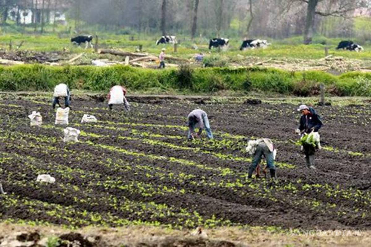 Piden diversificar cultivos en los estados para hacer rentable el campo de México