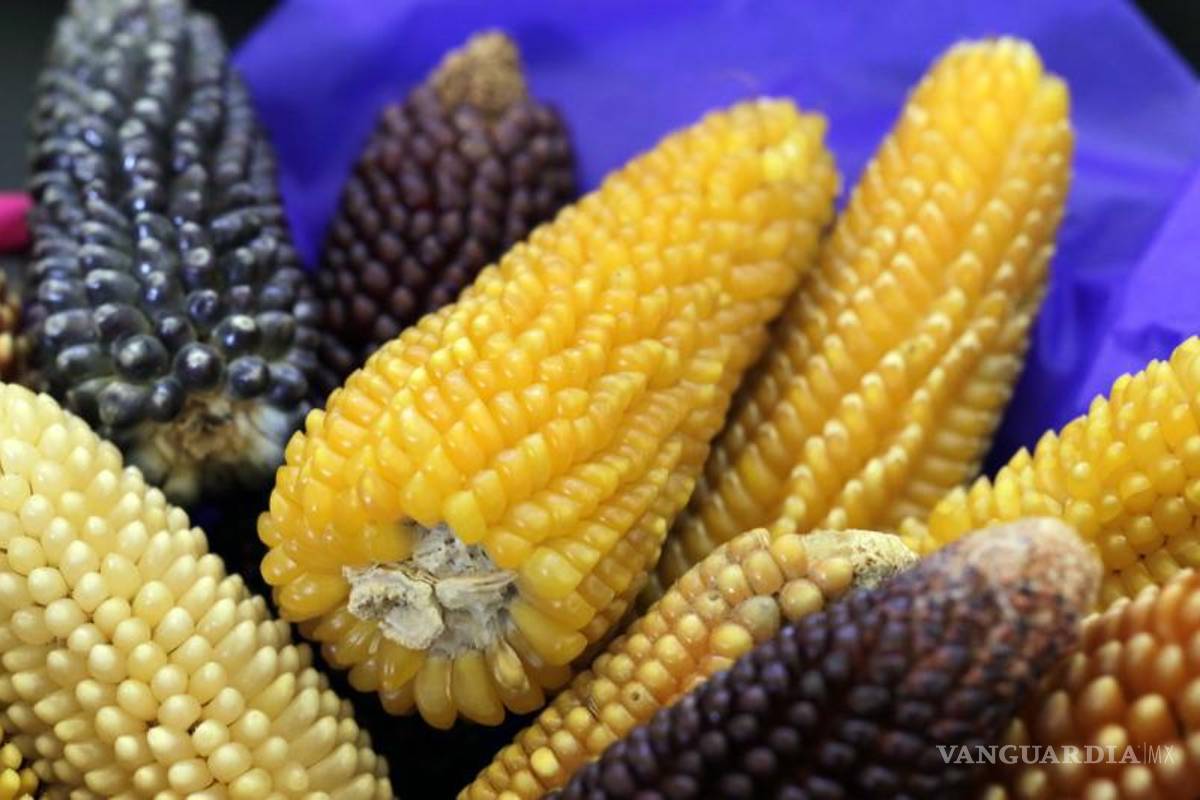 La fortuna de tener un Banco de Germoplasma: UAAAN resguarda más de 200 especies de maíz, entre otras plantas