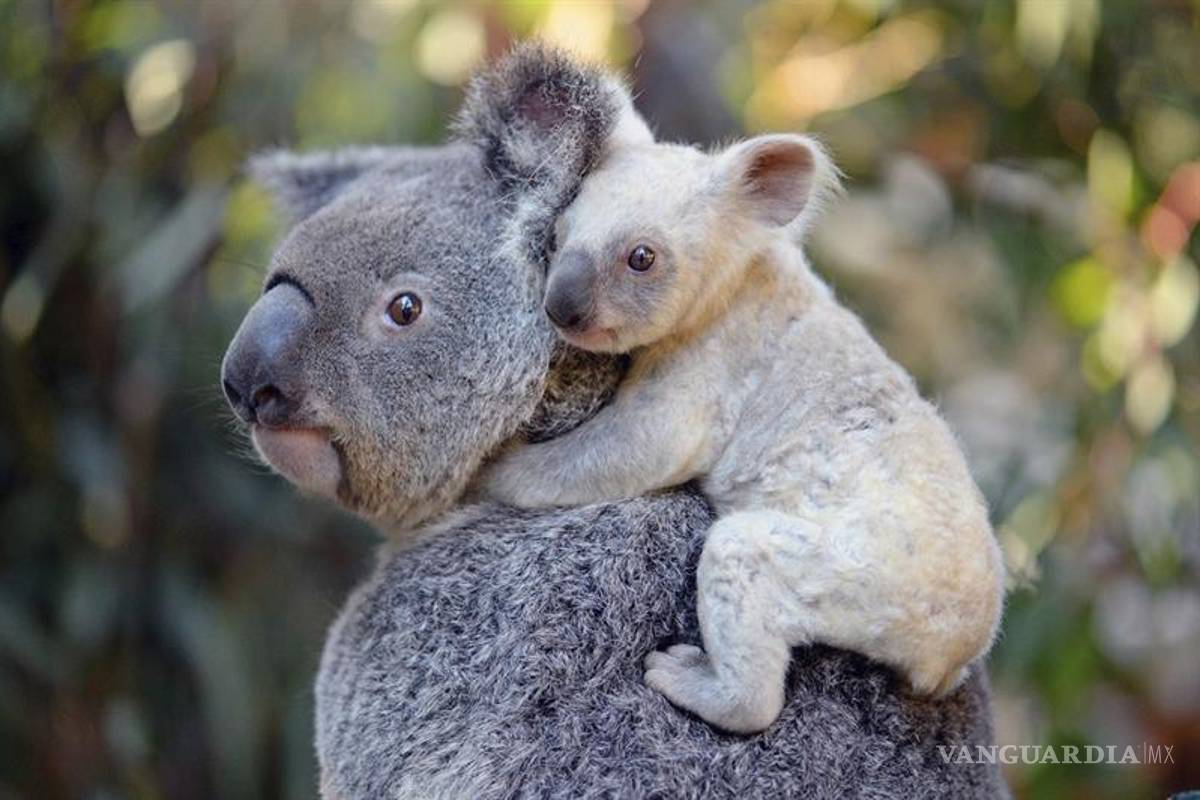 Nace una koala blanca en un zoológico de Australia