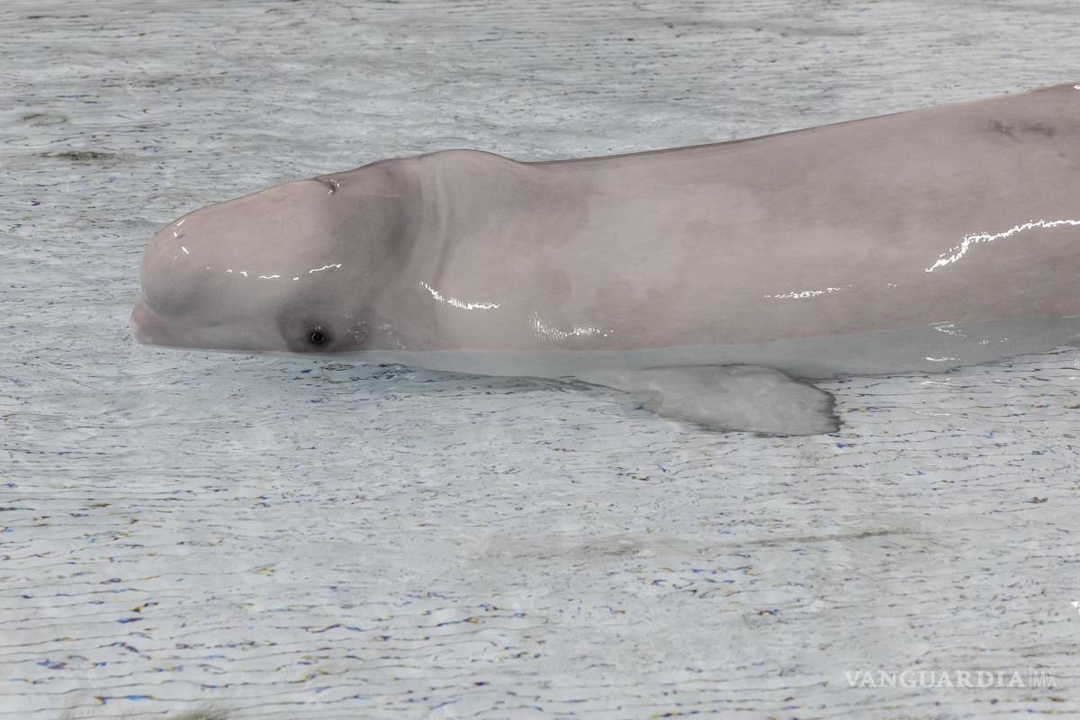 Una ballena beluga sobrevive a una histórica cirugía en el acuario de Chicago