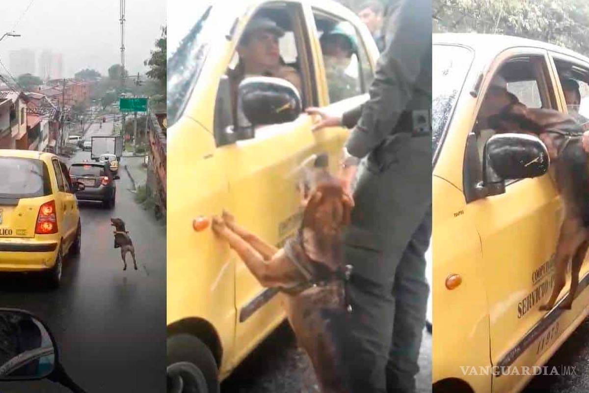 Perro es abandonado por sus dueños, corrió por 20 cuadras para alcanzarlos (video)